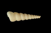 藏品(錐螺)的圖片